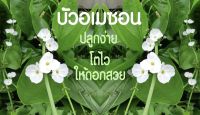 บัวอเมซอน ไม้น้ำปลูกง่าย โตไว ให้ดอกสวย 1 ชุด แถม จอกแดงญี่ปุ่นทุกออเดอร์