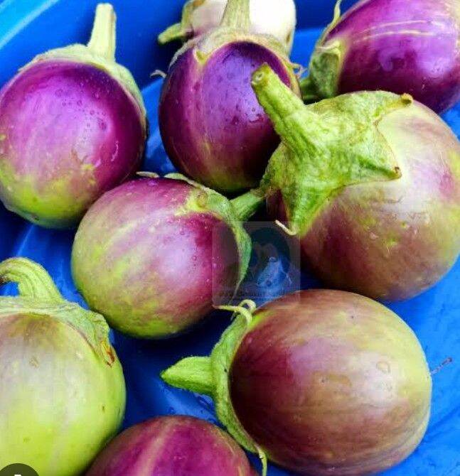 talong bilog purple (25 seeds 15) | Lazada PH