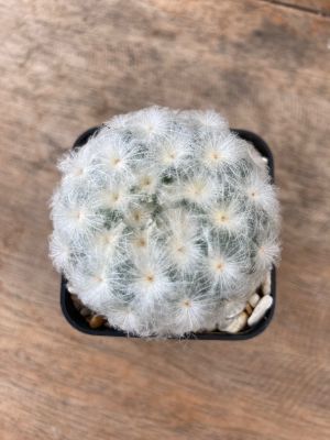 ขนนกขาว ลุ้นสีดอก/ แมมขนนกขาว/ Mammillaria plumosa