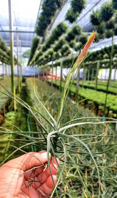 Tillandsia schiedeana