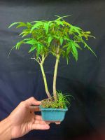 เมเปิลญี่ปุ่น สายพันธุ์ Ryugu Dwarf maple