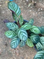 คล้าทีแนนเท ซีโตซา  คอมแพคสตาร์? Calathea setosa compact star