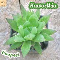 [ฮาโวเทีย คูเปอร์อาย] Haworthia Cooperi ส่งพร้อมกระถาง บัวหยก ไม้อวบน้ำ พืชอวบน้ำ ไม้ทะเลทราย Cactus Succulent อากาเว่ Agave กุหลาบหิน ใบใส โปร่งแสง