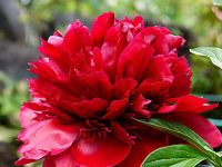 เมล็ดพันธ์ุ ดอก โบตั๋น หรือ พิโอนี สีแดง (Rare Chinese Peony Seed : Red) บรรจุ 3 เมล็ด