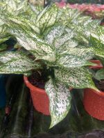 ต้นเพชรน้ำหนึ่ง Aglaonema sp. ‘Phetnamnueng ส่งพร้อมกระถาง 6 นิ้ว