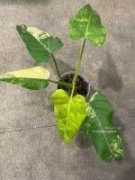 ภาพสินค้าจริง - Philodendron domesticum