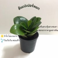 เปเปอร์หยก