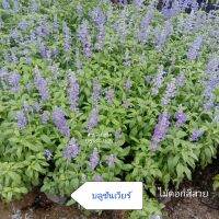 บลูซัลเวีย blue salvia flower บลูชันเวียร์ ไม้ดอก สีสวย ต้นจริงพร้อมดอก สวนลุงแท็ค