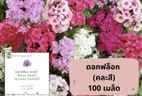 ฟาร์ม26 เมล็ดดอกไม้ฟล็อก คละสี phlox dwarf fantasy mix เมล็ดพันธ์ุดอกไม้ฟล็อก เมล็ดพันธ์ุดอกไม้