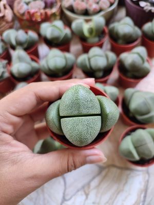 Pleiospilos nelii ไม้อวบน้ำ กระถาง2นิ้ว