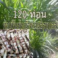 ท่อนพันธุ์หญ้าหวานอิสราเอล หญ้าเลี้ยงสัตว์ จำนวน120 ท่อน