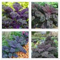 เมล็ดพันธุ์ เคล ใบหงิก สีม่วง (Redbor Kale F1 Seed) บรรจุ 10 เมล็ด