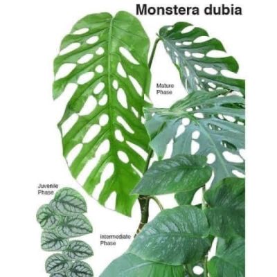 Monstera dubia มอนสเตอร่า ดูเบีย