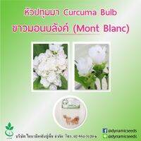 หัวปทุมมา พันธุ์ ขาวมองบลังค์ 5 หัว (Curcuma bulbs : Montblanc 5 bulbs)