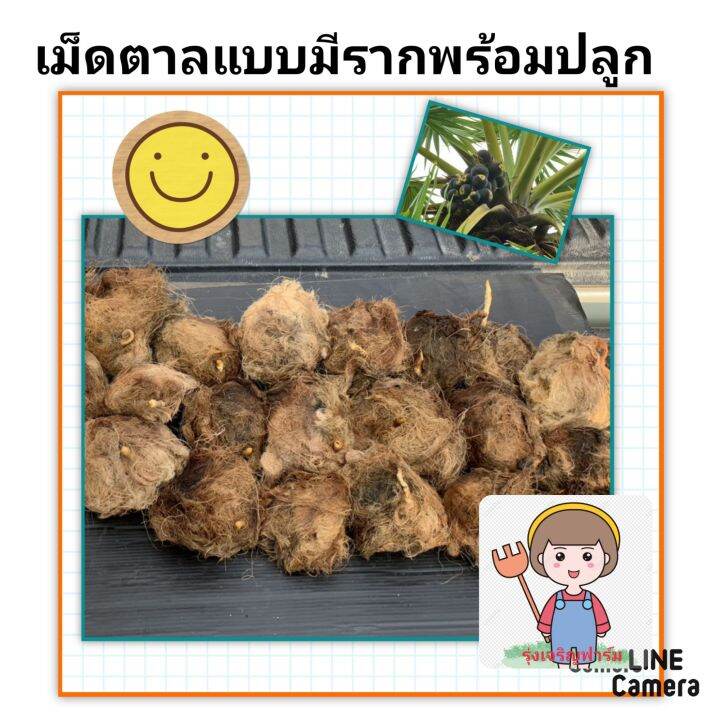 เม็ดตาลโตนดแบบมีรากงอก-เม็ดตาลโตนดต้นไม้พื้นบ้าน-เม็ดตาลโตนดพร้อมปลูก-ชุดล่ะ-2-เม็ด