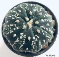 แคคตัส แอสโตรไฟตัม แอสทีเรียส Astrophytum Asterias  ขนาดต้นประมาณ 5 ซม.ลายสวย