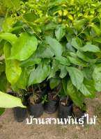 ต้นดีหมี