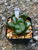 Haworthia Hybird Thailand (ส่งทั้งกระถาง) กระถาง 2 นิ้ว รหัส La061-090