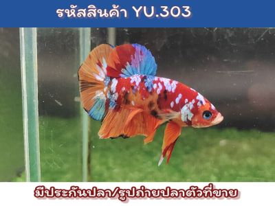 ปลากัดนีโม่สีสดมุกกระจาย เพศผู้ ขนาด1.5 นิ้ว ** ลูกค้าที่กดติดตามร้านอย่าลืมกดคูปองส่วนลด 10 บาทนะ**