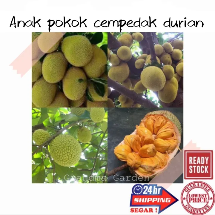 Durian cempedak