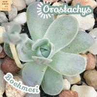 [กุหลาบเงิน] Orostachys Boehmeri ส่งพร้อมกระถาง แคคตัส Cactus Succulent Haworthia Euphorbia ไม้หายาก พืชอวบน้ำ ไม้หนาม ไม้ทะเลทราย กระบองเพชร