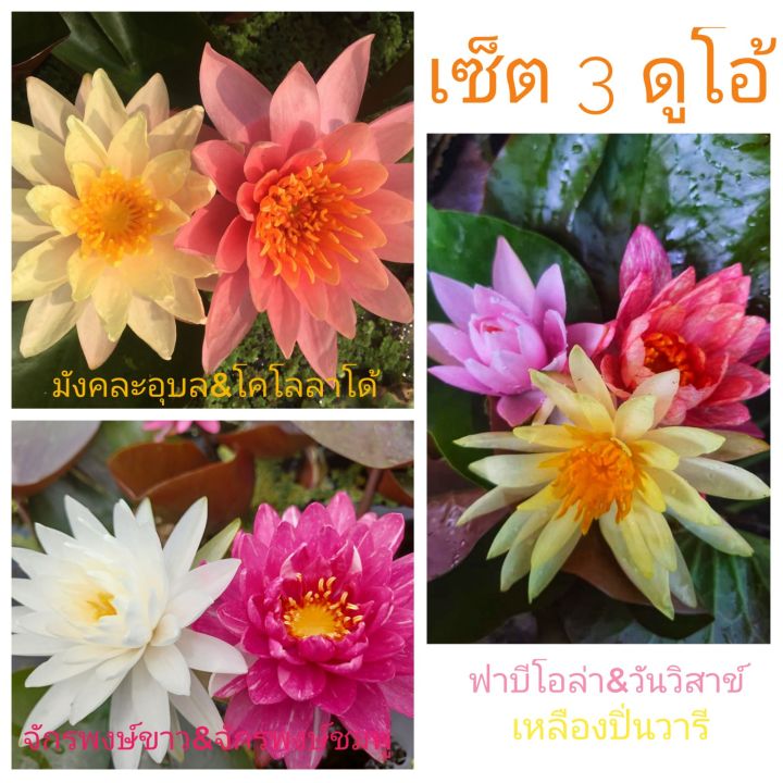 เซ็ตบัวนอก-3-ดูโอ้