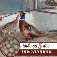 ไข่เชื้อไก่ฟ้าคอแหวน ชุด 5 ฟอง สำหรับฟัก