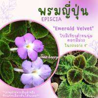 พรมญี่ปุ่น "เอ็มเมอรอล เวลเวท" (Emerald Velvet) ดอกสีม่วง ใบสีเขียวดำ สวยมาก ค่าส่งถูก กถ.4 นิ้ว