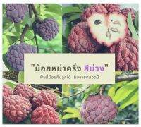 ต้นน้อยหน่าครั่ง หรือ น้อยหน่าสีม่วง น้อยหน่าสีแดง น้อยหน่าคลั่ง Annona squamosa Linn.พันธ์แท้ เป็นน้อยหน่าสายพันธุ์ดั้งเดิม ของไทยเรา เป็นที่หายาก เนื้อหุ้มเมล็ดหรือยวงเป็นสี ขาวอมชมพู รสชาติหวานหอม จัดส่ง ต้นสูง 50 ซม. ในถุงชำ 6 นิ้ว ต้นแข็งแรงทุกต้น