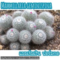 ??แมมเข็มเงิน ฟอร์มกอ (Mammillaria geminispina) ดอกสีชมพู  หนามถี่ ชอบแดด อยู่ในกระถาง 2.5 นิ้ว แต่ล่ะกระถางทางร้านคัดให้ ฟอร์มกอจำนวนหน่อต่างกันนะคะ แต่สวยคุ้มค่าแน่นอน ??