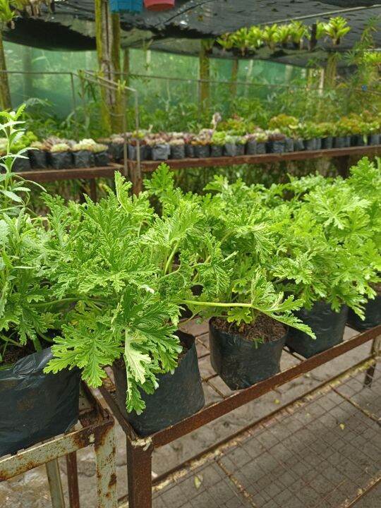 CITRONELLA MALVAROSA Lazada PH