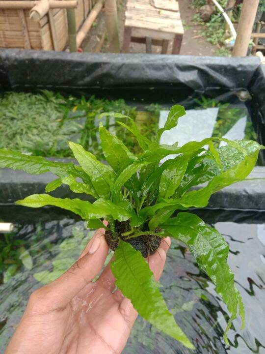kadaka java fern media wabikusa tanaman aquascape low co2 | Lazada ...