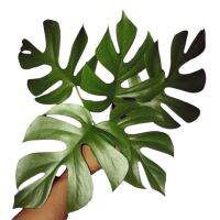 มอนจินนี่ มอนเสตอร่าจินนี่ ไม้ฟอกอากาศใบเขียวลายเก๋/ Monstera ginny