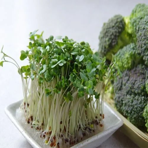 broccoli-sprout-powder-ผงต้นอ่อนบร็อคโคลี่-บร็อกโคลี่-คัดคุณภาพ-ขนาด-250-กรัม