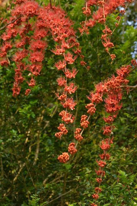 ประดู่แดง-1-ต้นสูงประมาณ-30-ซม-ไม้ดอกพันธุ์ไม้หายากใกล้สูญพันธุ์ของมันต้องมีสะสมโปรโมชั่นราคาถูกที่สุด