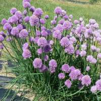 เมล็ดพันธุ์ ต้นหอมฝรั่ง (ไชว์ส) (Common Chives Seed) บรรจุ 50 เมล็ด คุณภาพดี ของแท้ 100%