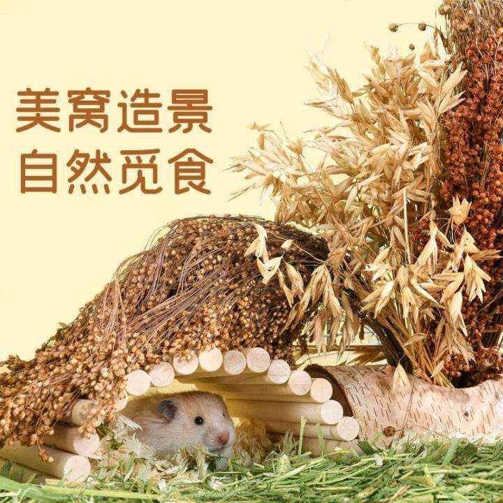 Natural Yellow Grain Ear Rice Oat Flax Seed Ear White Red Sorghum Funny ...