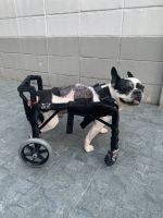 วีลแชร์สุนัข พิการขาหน้า  ขนาดไซส์ MS. สัตว์เลี้ยง รถเข็น wheelchair dog **ติดต่อร้านค้าก่อนสั่งซื้อ**โดยสัตวแพทย์