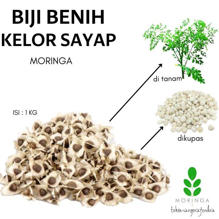 Biji Kelor Kering 1kg Benih Moringa Sayap Asli Murah Lazada Indonesia