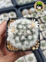 แมมขนแกะแท้ (Mammillaria bocasana cv. multilanata)