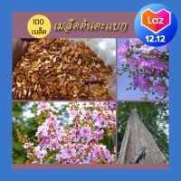 เมล็ดตะแบก ตะเเบก 100 เมล็ด เมล็ดพันธุ์ไม้ป่า เม็ดตะเเบก ต้นตะเเบก