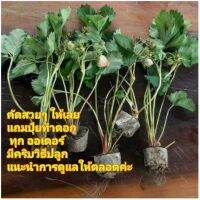 ไหลสตรอเบอรี่พชร80  เป็นพันธ์ยอดนิยม?กระตุ้นตาดอกมีผลแน่นอนทุกภาค