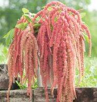 เมล็ดพันธุ์ผักโขมดอกสีชมพู ไมร่า Mira Amaranthus Seed บรรจุ 200 เมล็ด ของแท้ คุณภาพดี ราคาถูก นำเข้าจากต่างประเทศ