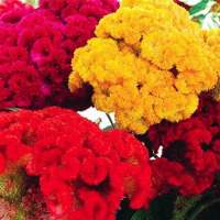 เมล็ดพันธุ์ หงอนไก่ คละสี (Celosia Cristata Mix) บรรจุ 30 เมล็ด ความสูงประมาณ 60-70 ซม.