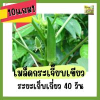 เมล็ดพันธุ์กระเจี๊ยบเขียว เมล็ดกระเจี๊ยบเขียว 20 เมล็ด เมล็ดพันธุ์ผักสวนครัว ปลูกผักสวนครัว เมล็ดพันธุ์ผักคุณภาพสูง