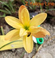 ขายดอกบัวดินสีเหลืองZ.Yellow Line ชุดละ3หัว ดอกบัวดินลุ้นสีดอกชั้นเดียว 2 หัว
