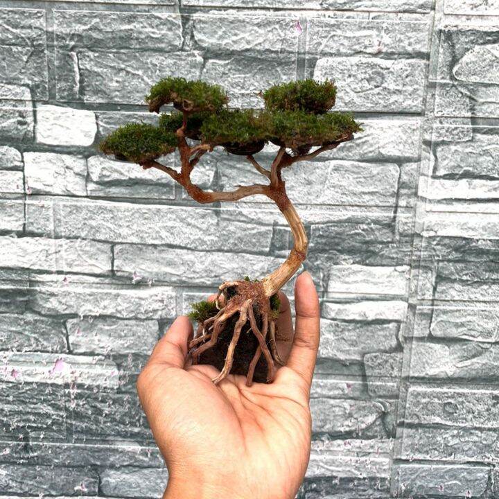 Bonsai Aquascape atau Aquarium mini dari akar Senggani murah Lazada Indonesia
