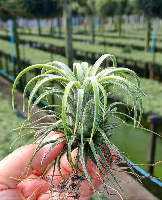 Tillandsia ionantha curly  ชุด 10 ต่น