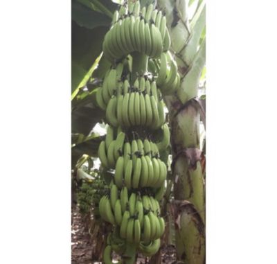 กล้วยหอม ✅หน่อกล้วยหอมทอง ลูกใหญ่ พันธุ์ ลพบุรีแท้ กล้วยหอมทอง ต้นกล้วยหอมทอง