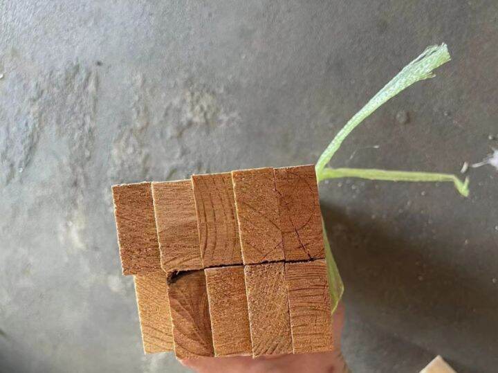 pine wood palochina wood 2x3 per pcs Lazada PH